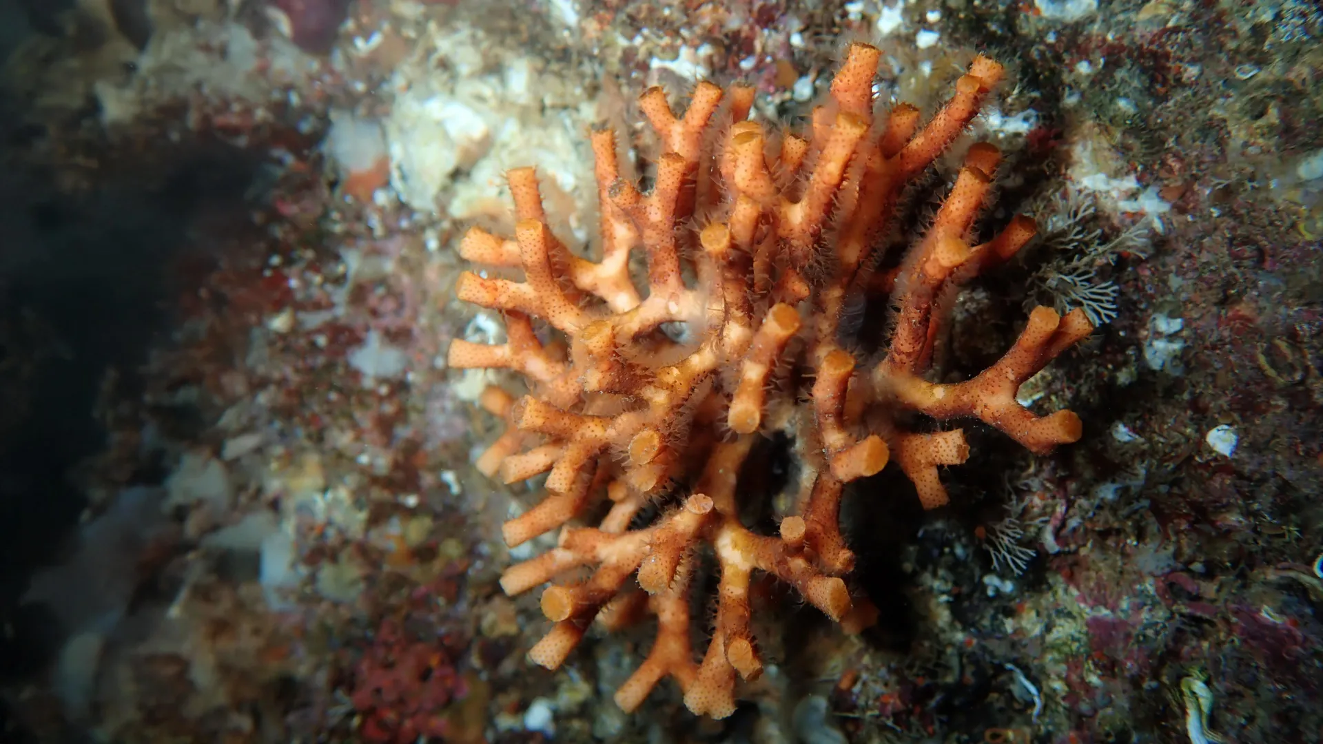 Хрупкие крепости океана: как глобальное потепление разрушает «ложные кораллы» Средиземного моря