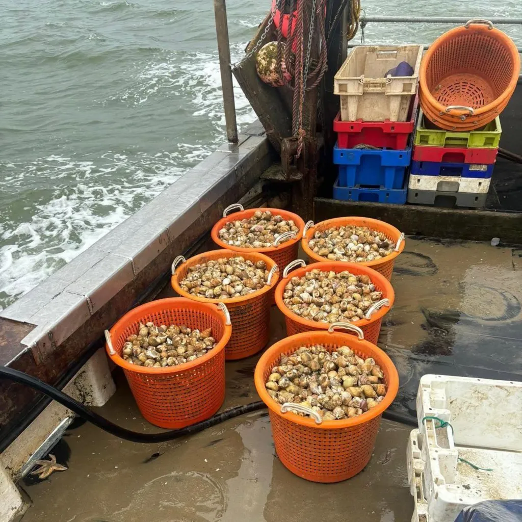 Тропический сюрприз в Северном море: как рекордное потепление воды меняет лицо британских морей
