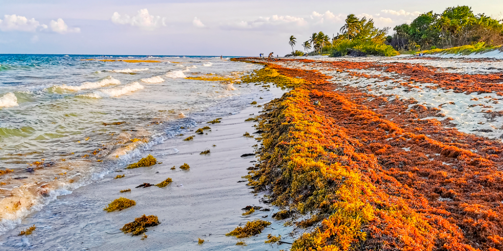Атлантическое нашествие: как водоросли Sargassum стали экологической и экономической катастрофой