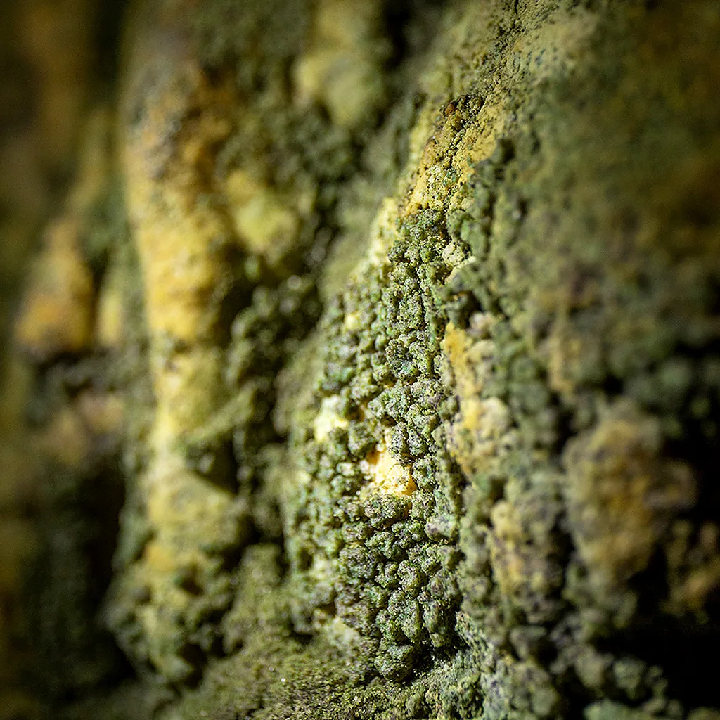 Пещеры Национальный парк Carlsbad Caverns: под землёй, где «нет света», нашли фотосинтез