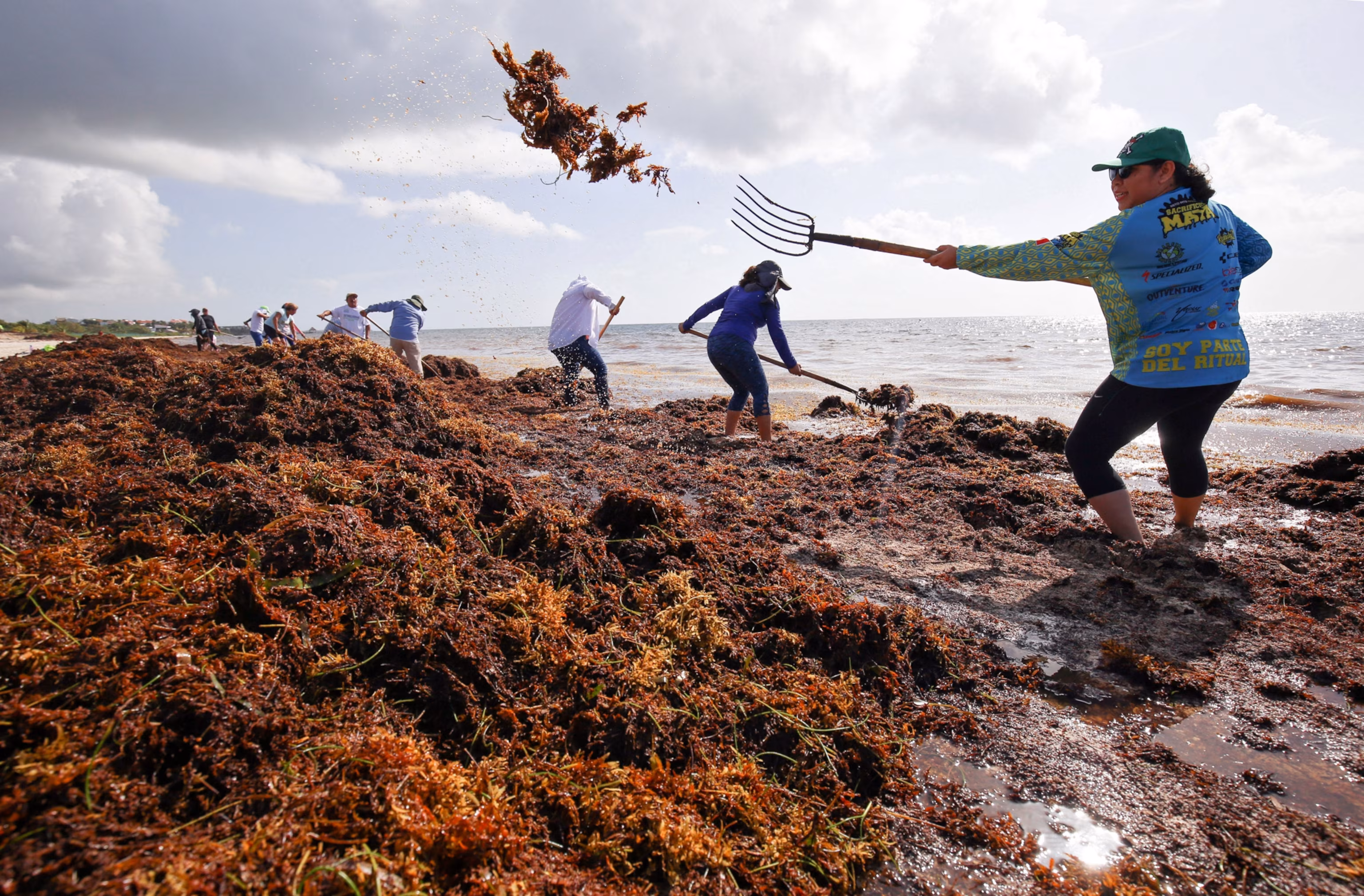 Атлантическое нашествие: как водоросли Sargassum стали экологической и экономической катастрофой