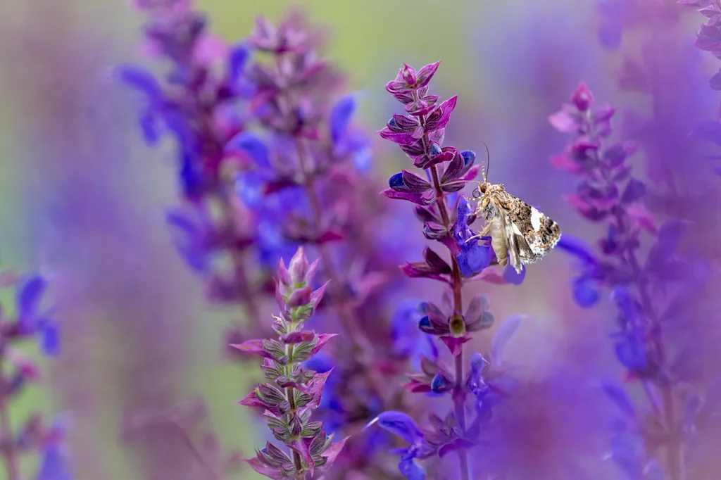 Где жизнь начинается заново: Венское кладбище как приют для дикой природы